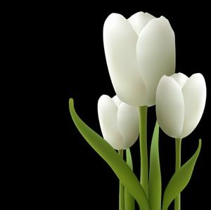 Meet your Posher, Aurea